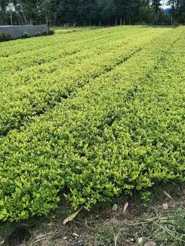 美妙盛宴，市政绿化景观草坪设计打造令人陶醉的城市风景！